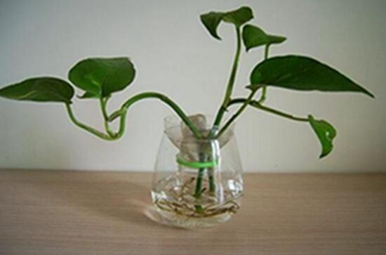 綠蘿需要什么肥料，綠蘿用什么肥料長得快