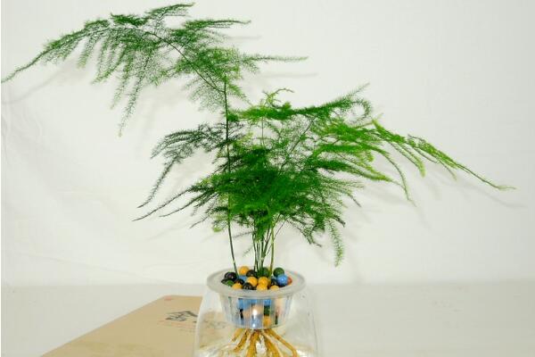 文竹泡水里能長根嗎，文竹水培方法介紹