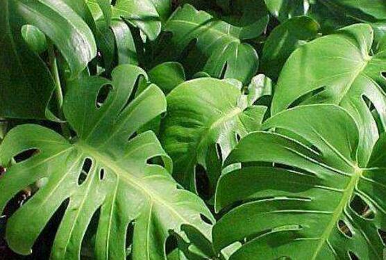 龜背竹可以水培嗎，龜背竹水培方法