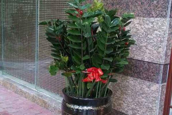 金錢樹長得太高怎么辦，適當修剪并加強管理