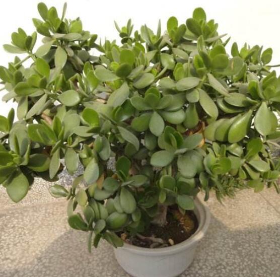 燕子掌換土后要澆水嗎，可根據(jù)具體情況來具體對(duì)待