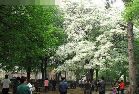 六月雪什么時(shí)候開花，六月雪在5-7月開花