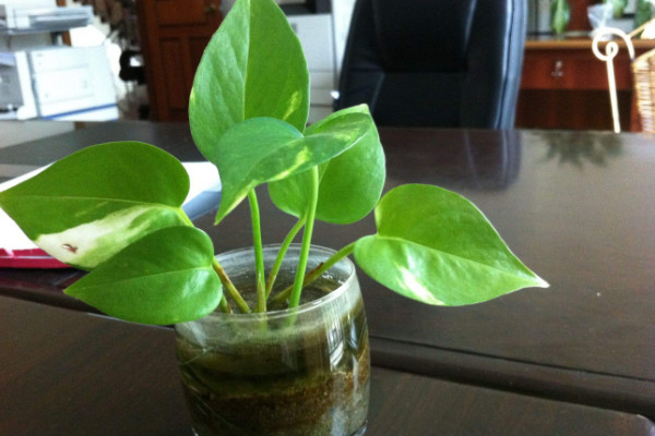 綠蘿幾月份扦插最好，4~8月份晴朗日子都可扦插