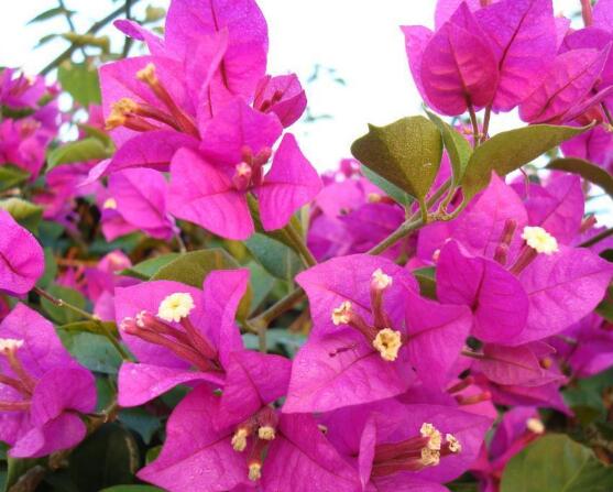 三角梅葉子發(fā)黃怎么辦，四種原因以及解決辦法