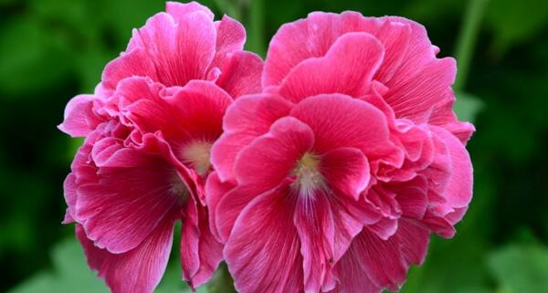 芙蓉花怎么養(yǎng)，芙蓉花適合在室內(nèi)養(yǎng)嗎