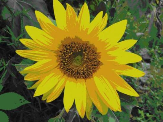 向日葵的藥用價(jià)值，向日葵的功效與作用