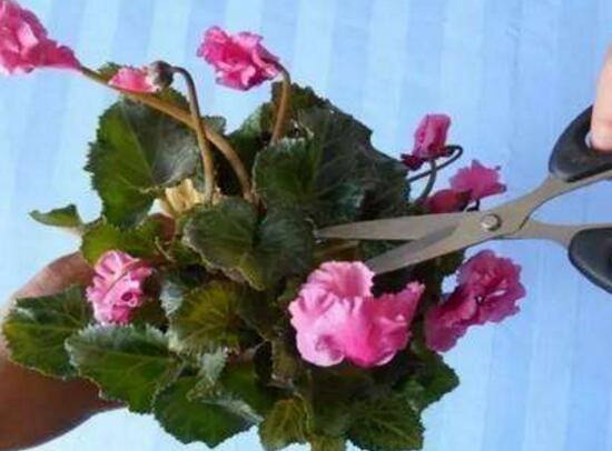 仙客來(lái)怎么修剪，仙客來(lái)剪葉子教程