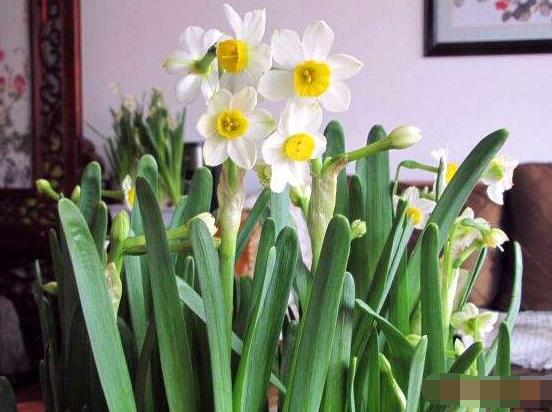 水仙花如何沙養(yǎng)，做好這五個基本要點便枝繁葉茂、花開爆盆