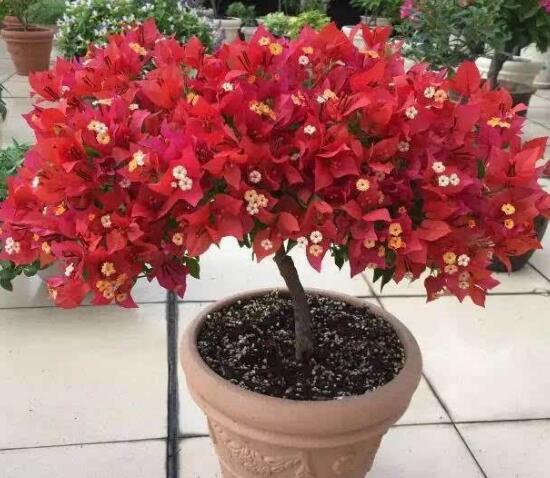 三角梅怎么修剪，三角梅的修剪方法