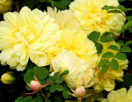 薔薇花栽種，薔薇花栽種方法