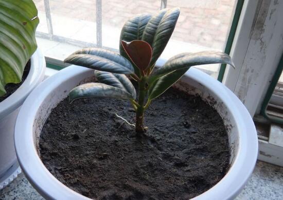 橡皮樹用什么肥料好，橡皮樹怎么養(yǎng)長得快