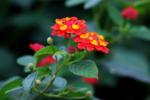 六月開(kāi)什么花，洋桔梗/毛地黃/白掌/五色梅等等