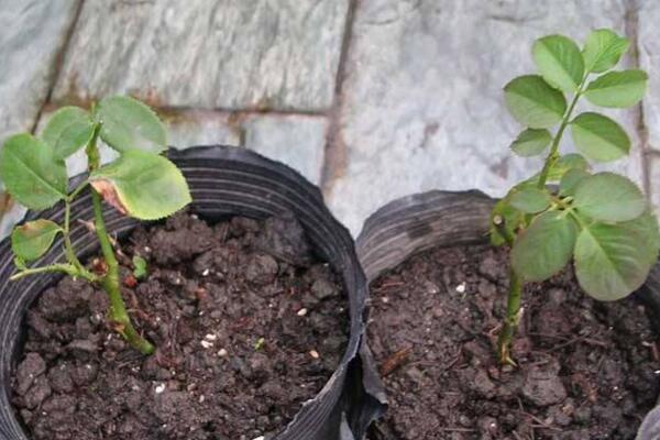 月季扦插生根最快方法，插后的養(yǎng)護(hù)非常關(guān)鍵