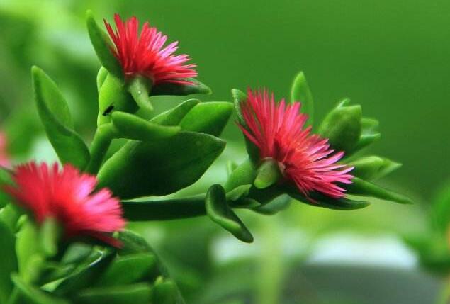 牡丹吊蘭可以水培嗎，可以/但是要及時的換水