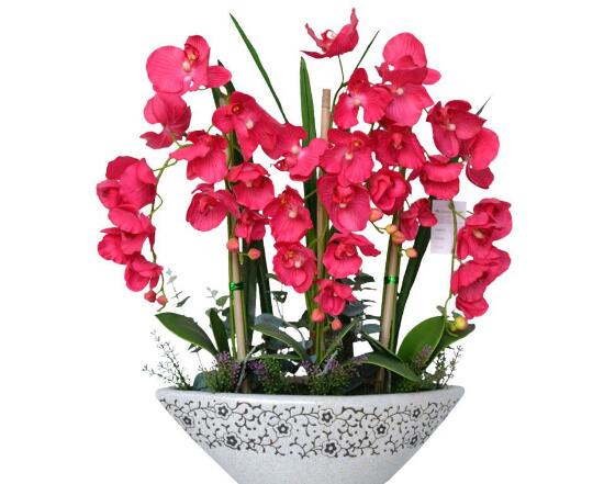 蝴蝶蘭怎么養(yǎng)才能開花，蝴蝶蘭的養(yǎng)殖方法