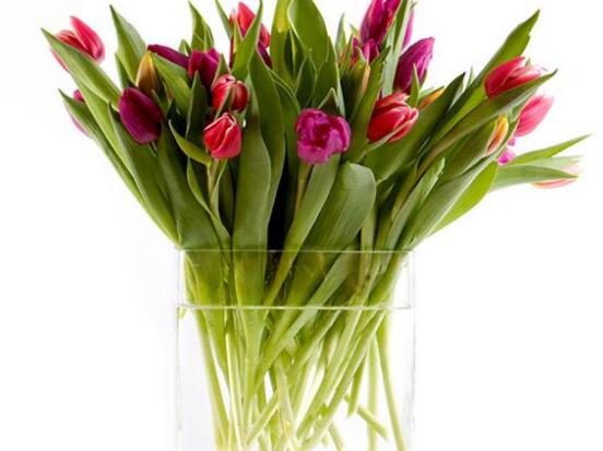 如何水培郁金香，3個簡單步驟輕松學(xué)會
