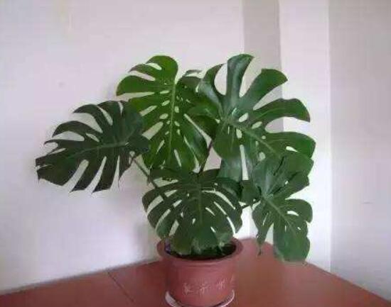 龜背竹好養(yǎng)嗎，老農總結最好養(yǎng)的六點基本方法