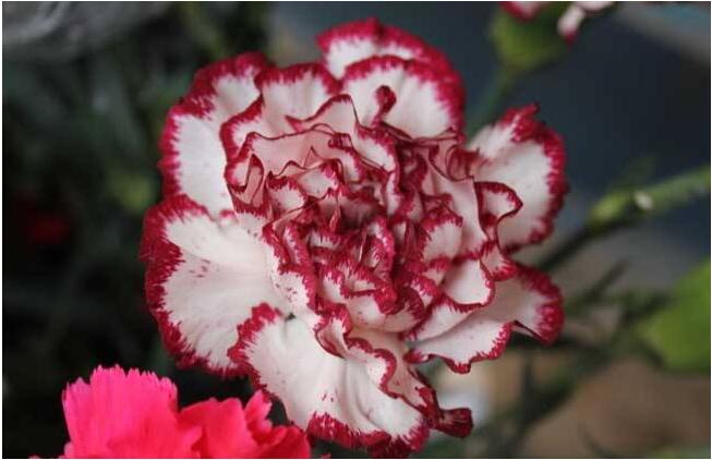 康乃馨盆栽怎么養(yǎng)才長(zhǎng)得好，5種方法讓你盆栽亭亭如蓋