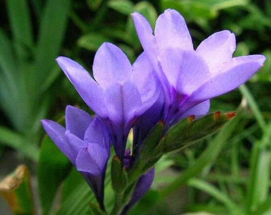 百合花放在室內(nèi)有毒嗎，花香導(dǎo)致失眠、惡心，煩亂(無(wú)毒)