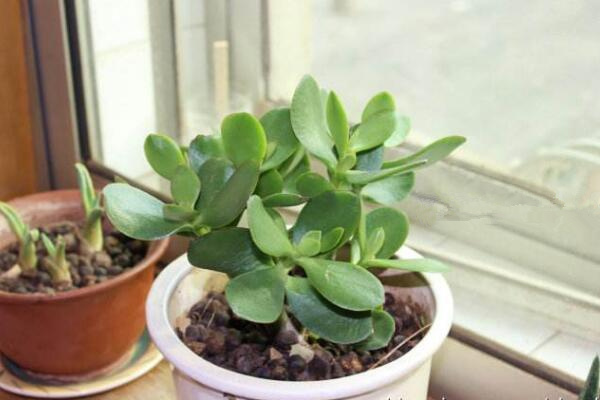 燕子掌冬天掉葉子，冬天掉葉子原因以及解決方法