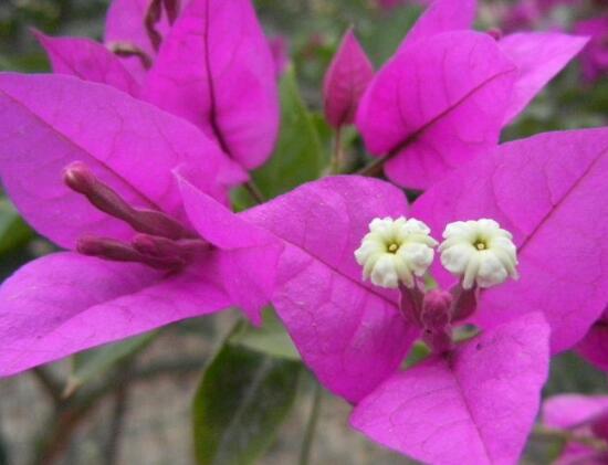 三角梅的風水作用有哪些，三角梅的功效與作用