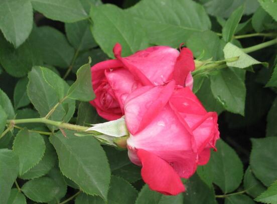 養(yǎng)月季花最好用什么土，保持土質(zhì)微酸性肥沃疏松透氣