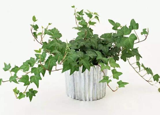 小葉常春藤的養(yǎng)殖方法，教你八個簡單易學基本方法