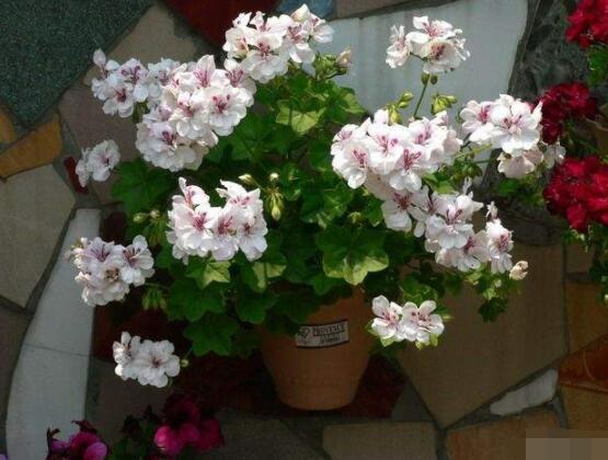 天竺葵用什么肥料最好，不同時(shí)期所需要的肥料不盡相同