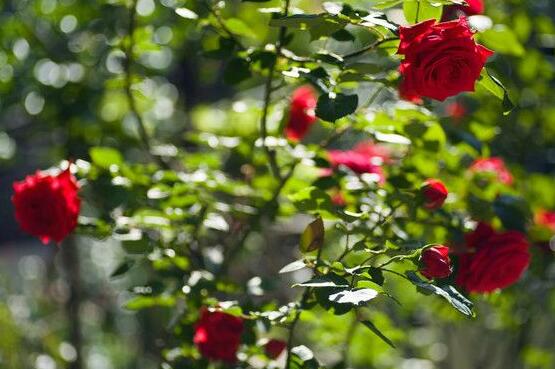 月季為何只長枝條而不開花，四種原因以及解決辦法