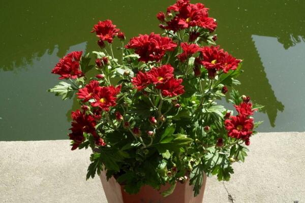 菊花夏季怎么養(yǎng)護(hù)，夏季養(yǎng)護(hù)要點(diǎn)以及注意事項(xiàng)