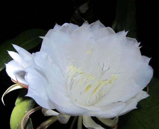 曇花的養(yǎng)殖方法和注意事項(xiàng)，老農(nóng)總結(jié)七大最實(shí)用養(yǎng)殖方法