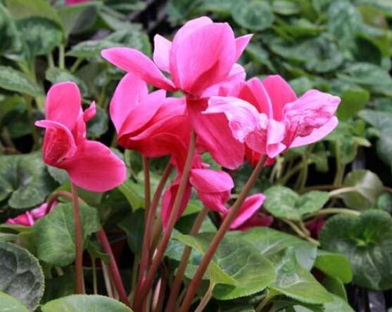 仙客來的葉子發(fā)黃怎么辦，教你四種原因以及解決辦法