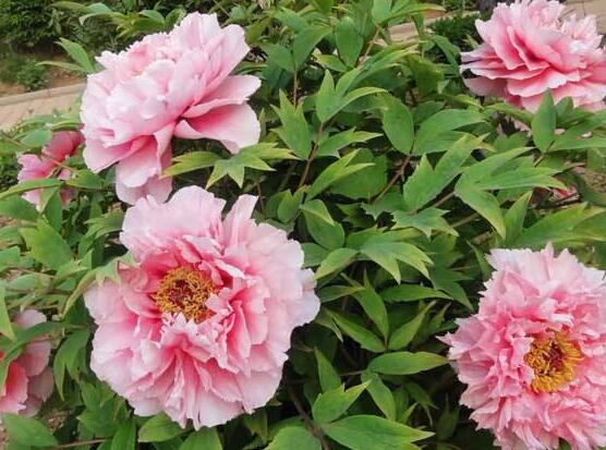 牡丹花怎么繁殖，牡丹花六大繁殖方法