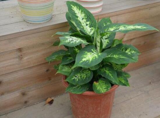 花葉萬年青有毒嗎，花葉萬年青能放室內(nèi)嗎