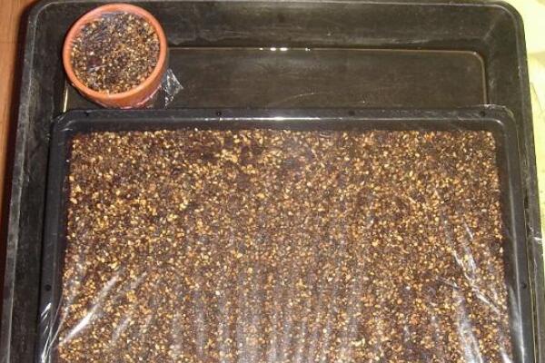 如何種生石花，4步即可完成生石花的種植