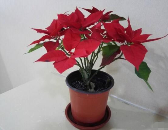 一品紅花有毒嗎，盤(pán)點(diǎn)兩種學(xué)說(shuō)爭(zhēng)議(有毒與無(wú)毒)