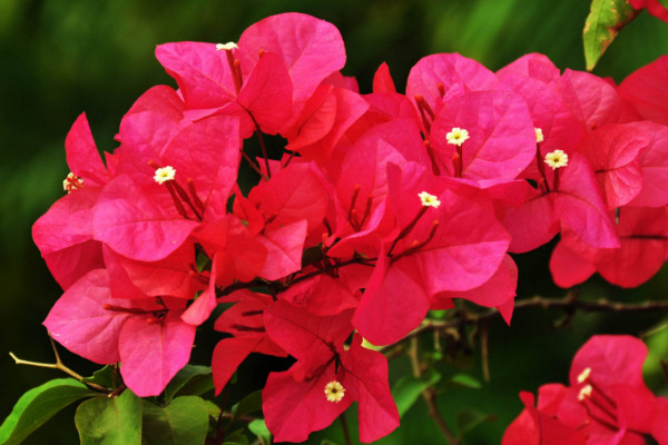 三角梅為什么不開花，光照不足溫度不適