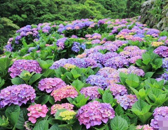 繡球花爛根了怎么辦，繡球花爛根解決辦法