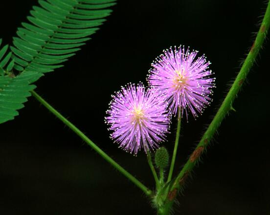 含羞草的作用與功效，預(yù)測地震、消腫止痛