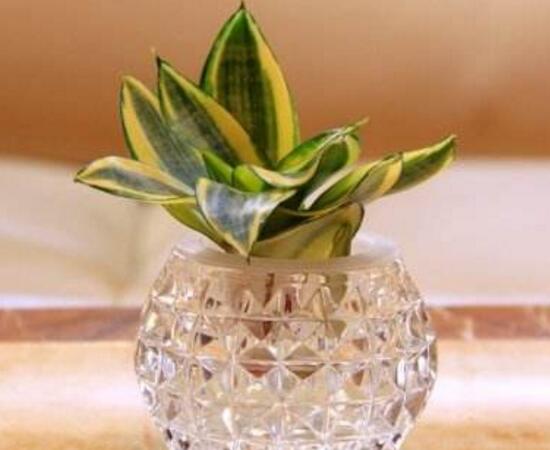 虎皮蘭可以水養(yǎng)嗎，虎皮蘭水培生根方法