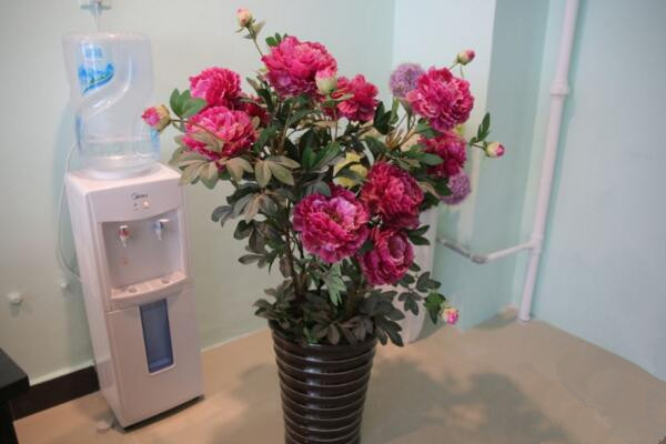 盆栽牡丹花的養(yǎng)殖方法，以下5點必不可少