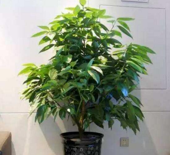 平安樹(shù)栽上多久能施肥，平安樹(shù)怎么施肥