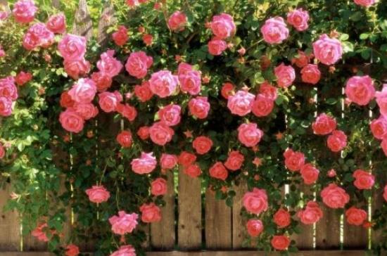 盆栽薔薇花的養(yǎng)殖方法，注意光照充足、做好控水控肥