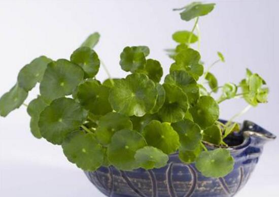 銅錢草爛根是什么原因，銅錢草爛根了怎么辦