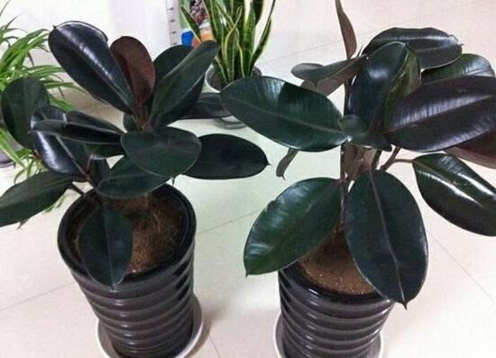 橡皮樹的汁液有毒嗎，橡皮樹適合在室內養(yǎng)嗎