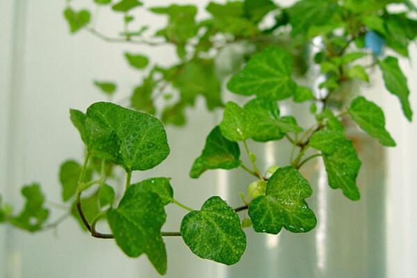 常春藤種子種植方法，必須要掌握的5個方法