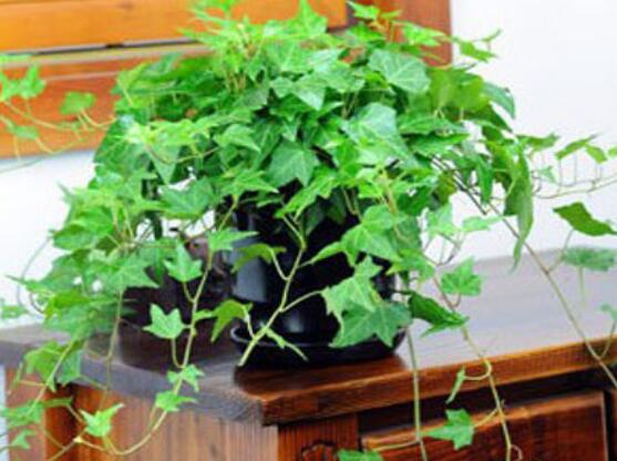 盆栽常春藤怎么爆盆，教你五點(diǎn)養(yǎng)護(hù)措施盆盆枝繁葉茂