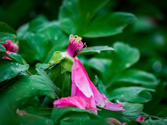 牡丹花怎么養(yǎng)，牡丹花養(yǎng)殖方法