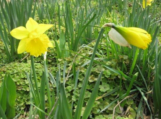 洋水仙土培好還是水培好，土培存活率高、水培易爛根