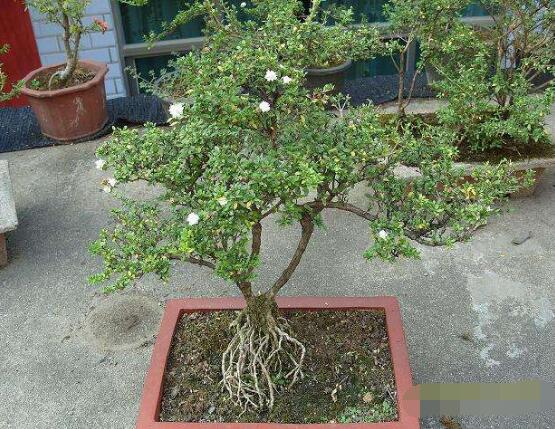 六月雪花怎么施肥，六月雪花施肥方法